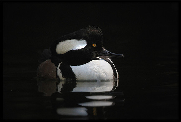 Hooded Merganser