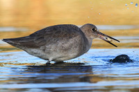 Willet