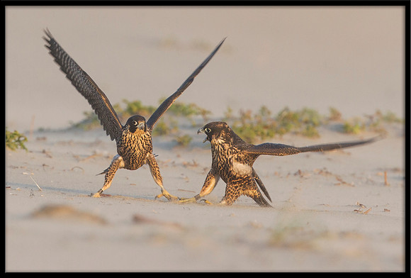 Peregrine Falcon chicks