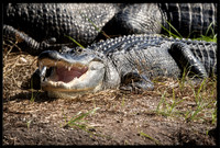 Alligator