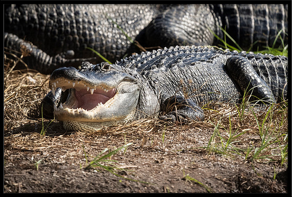 Alligator