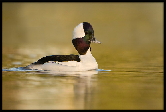 Bufflehead