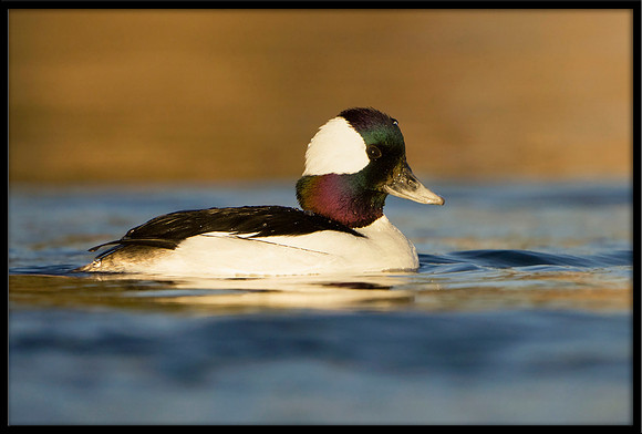 Bufflehead
