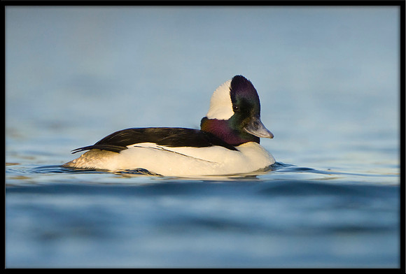 Bufflehead