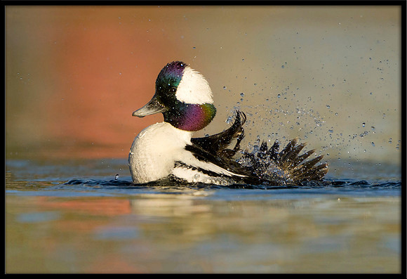 Bufflehead