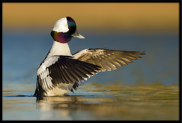 Bufflehead