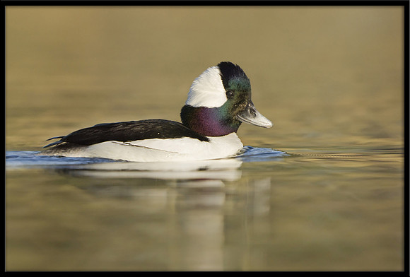 Bufflehead