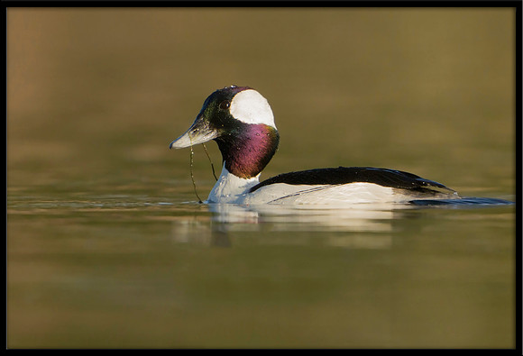 Bufflehead