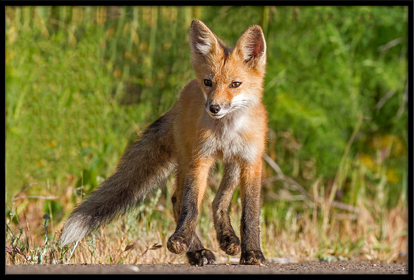 Red Fox