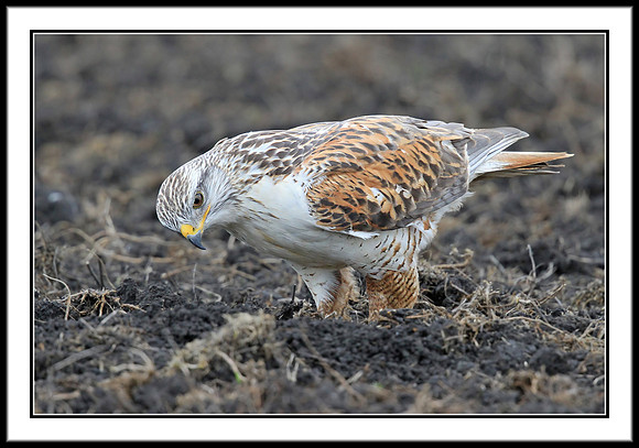 Ferruginous Hawk