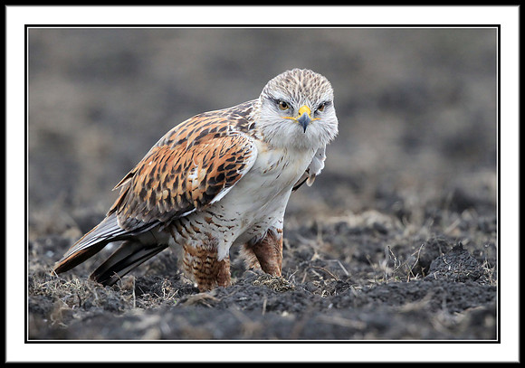 Ferruginous Hawk