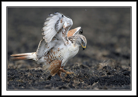 Ferruginous Hawk