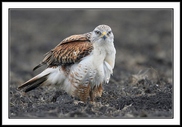 Ferruginous Hawk