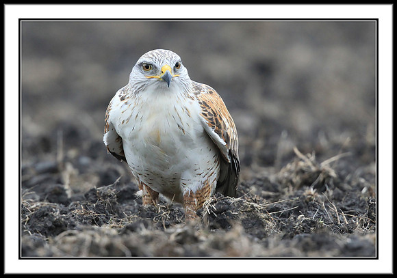 Ferruginous Hawk