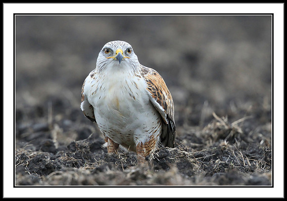 Ferruginous Hawk