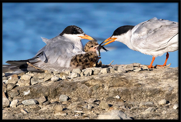 Forster's Tern and 2-day old Chick
