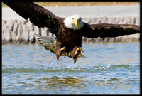 Eagles