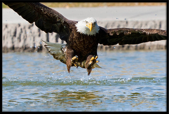 Bald Eagle