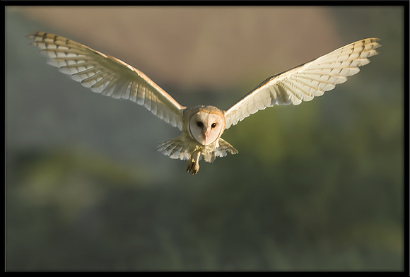 Barn Owl
