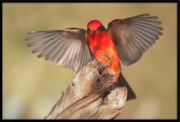 Vermilion Flycatcher