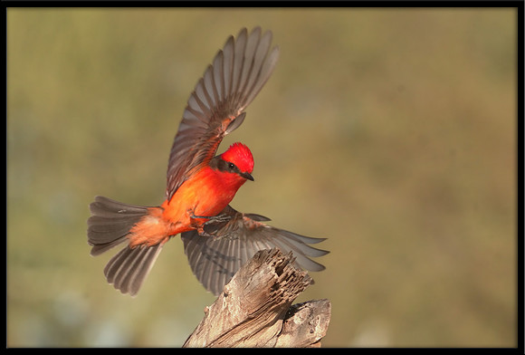 Vermilion Flycatcher