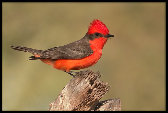 Vermilion Flycatcher