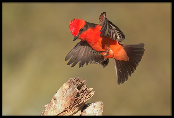 Vermilion Flycatcher