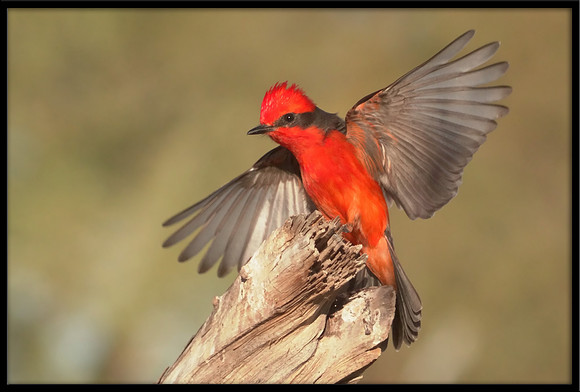 Vermilion Flycatcher
