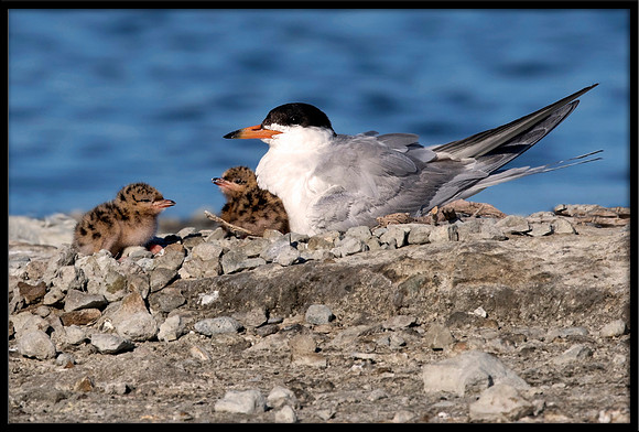 Forster's Tern and 2 & 3-day old Chicks