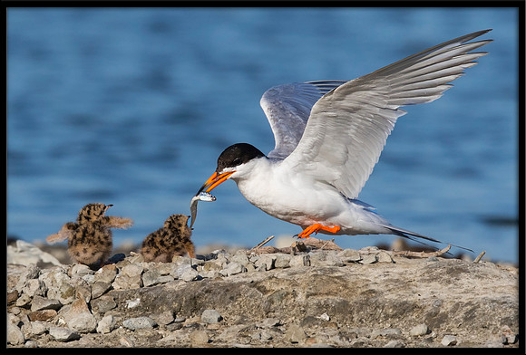 Forster's Tern and 2 & 3-day old Chicks