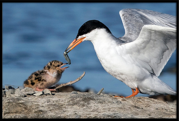 Forster's Tern and 2-day old Chick