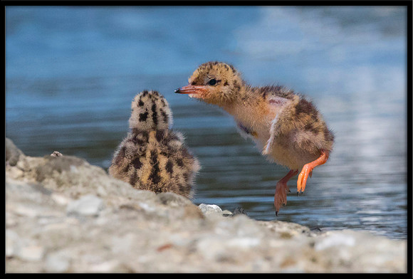 7&8-Day Old Forster's Tern Chicks