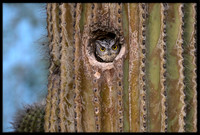 Screech Owl