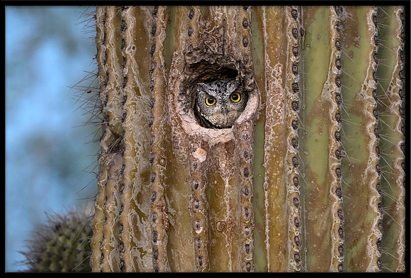 Western Screech Owl
