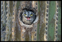 Western Screech Owl