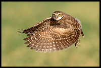 Burrowing Owl