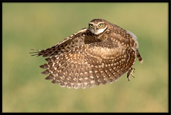 Burrowing Owlet