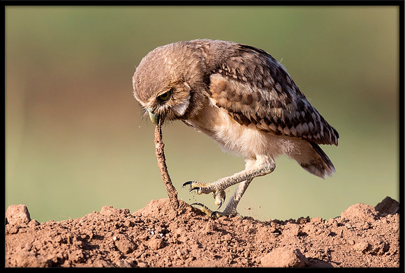 Burrowing Owlet