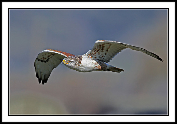 Ferruginous Hawk