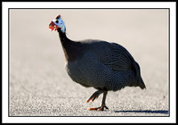Guinea Fowl