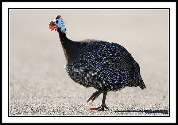 Guinea Fowl
