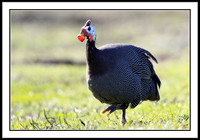 Guinea Fowl