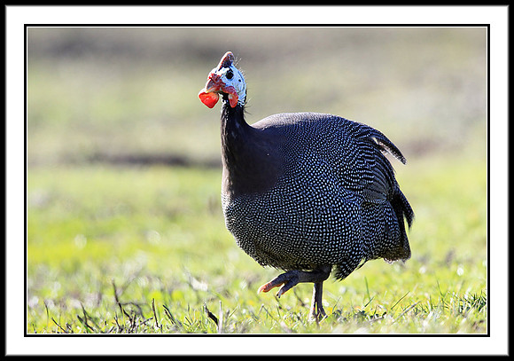 Guinea Fowl