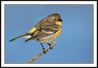 Yellow-rumped Warbler