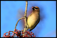 Cedar Waxwing