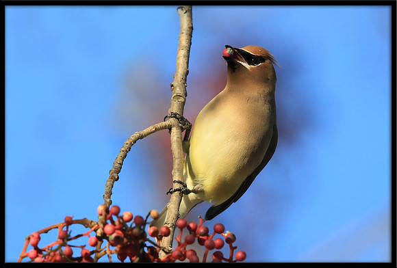 Cedar Waxwing