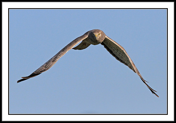 Northern Harrier