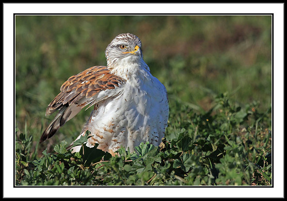 Ferruginous Hawk