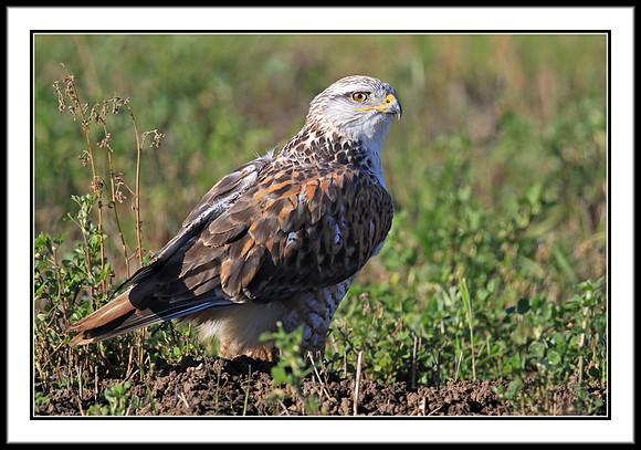 Ferruginous Hawk