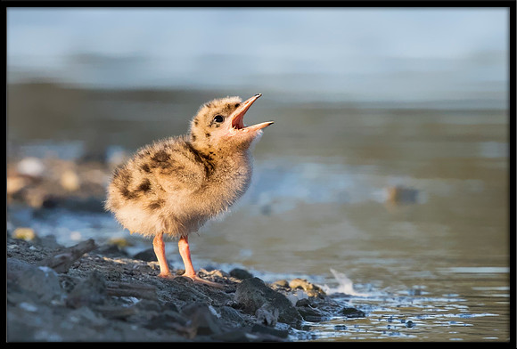 7&8-Day Old Forster's Tern Chicks